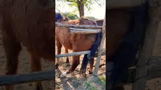 horse scratching his butt