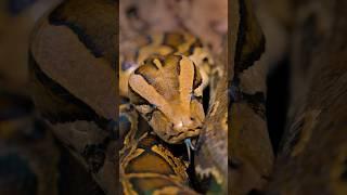 Phone Vs Camera. #wildlife #python #burmeepython #snake #snakevideo