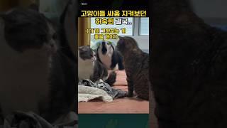 고양이들 싸움 지켜보던 허숙희씨 결국...ㅋㅋㅋ