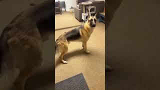 Dogs are afraid of thunder#dog#funny#funnyanimals#funnypets#animals #pet #foryou #longervideos