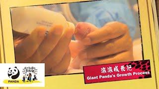 《你不知道的大熊貓》滾滾成長記 | iPanda熊貓頻道