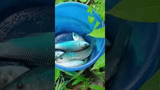  Carp Fish   #fish #fishingvideo #fishviralvideo #fishing