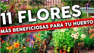 What FLOWERS to plant in the GARDEN and the most beneficial associations