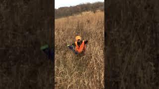 First pheasant hunt!!!! #countrylife #hunting #birddog