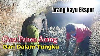 Cara Mengeluarkan arang matang dari dalam tungku || Proses pembuatan arang kayu