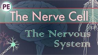 The Nervous System: The Neuron (Nerve Cell)