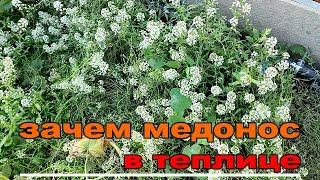 КАК  ПРИВЛЕЧЬ ПЧЕЛ В ТЕПЛИЦУ ДЛЯ ОПЫЛЕНИЯ. ПРОСТОЙ И ДОСТУПНЫЙ СПОСОБ