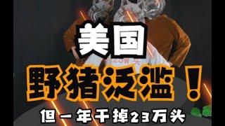 【彩蛋快跑】美国野猪又泛滥了   #奇葩   #搞笑  #剧情 #科普 #品牌