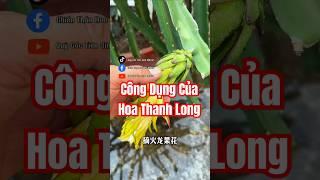 Bạn đã biết công dụng của Hoa Thanh Long chưa?