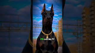 Top 3 Most Loyal Dangerous Dog Breeds That Will Risk Their Lives for You!