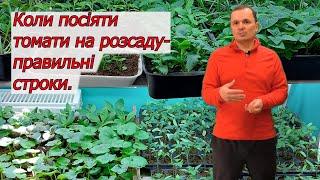 Коли сіяти томати на розсаду щоб вона не переросла.