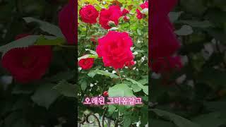 재능대학교 복지케어과 (옹달선생) 넝쿨장미