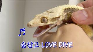 노래에 미친 도마뱀