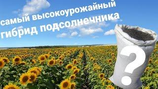 Какой самый высокоурожайный гибрид подсолнечника?