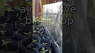DIY Reflective Backdrop for seedlings to stop them going leggy  #gardendiy #gardentipsandtricks