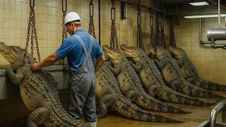 How Millions of Crocodiles Are Processed – Crocodile Farming For Skin & Meat