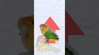 Up an down with green lovebird! (i made it just for fun again!)