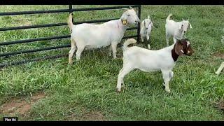 Why Rotate Goats On Pasture