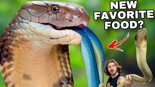 What’s a King Cobra’s Favorite FOOD?