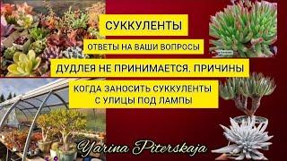 Суккуленты.  Дудлея не принимается. Причины. Когда заносить суккуленты с улицы под лампы.