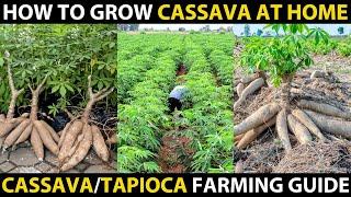 How To Grow Cassava At Home | Grow TAPIOCA From CUTTINGS | Cassava Farming or Tapioca Cultivation