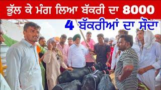 ਭੁੱਲ ਕੇ ਮੰਗ ਲਿਆ ਬੱਕਰੀ ਦਾ 8000  | Tungwali #bakramandi #farming #goats