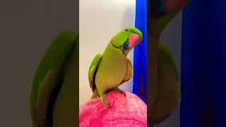 Parrot sound