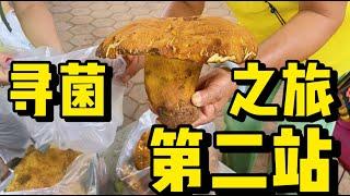 云南野生菌市场真的太好逛了，虽然要200多一公斤，买的人依然很多！