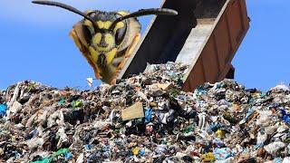 The removal that almost broke me, ground wasp in a pile of garbage. Massive yellow jacket nest.