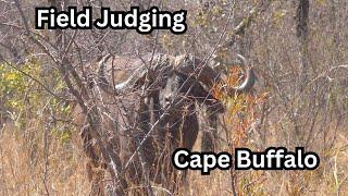 Field Judging Cape buffalo