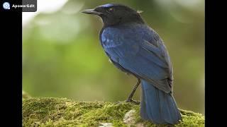 Malabar Whistling Thrush Call Sound