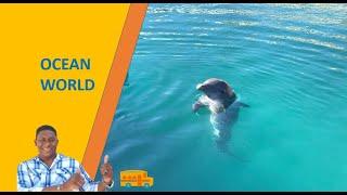 Visit Ocean World, Puerto Plata, Dominican Republic with Elbia Tours | Swim with dolphins