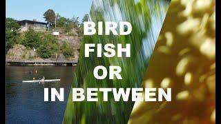 Bird Fish or In Between? (Drone crash)