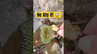 Sea Anemone Eats Crab!  (Satisfying)  #shorts #animals