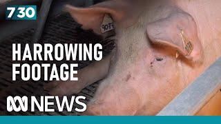 Allegations of animal cruelty and a bestiality charge at Victorian piggery | 7.30