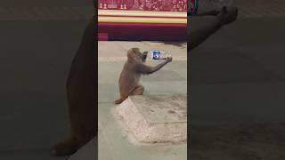 Monkey  drink the thumsup #viralvideo #comedy #nice #money