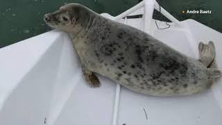 Stowaway seal gets a free ride in sailing regatta