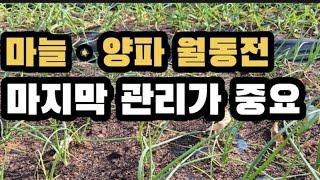 월동전 마늘ㆍ양파밭 마지막 관리는 이렇게~(2024.12.6)(#서리발피해방지,#부직포,#마늘,#양파)