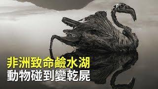 非洲致命鹼水湖 動物碰到變乾屍【大千世界】化石之湖