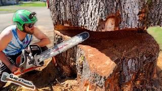 BIG WOOD! The MONSTER ELM TREE that Took Me THREE DAYS To Cut Down! - Part 2