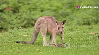 kangaroos one of the most iconic animals on the planet