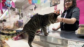 NYC Councilman introduces bill to legalize bodega cats | NBC New York