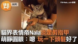 貓界表情帝Nala淡定剪指甲 萌睜圓眼：嗯  玩一下頭髮好了