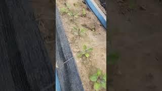 텃밭가꾸기