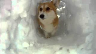 Corgi Snow Tunnel