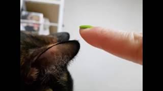 [카오스고양이] 귀를 만져보자