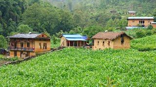 Oragnic Himalayan Nepali village life || most peaceful And Relaxing Natural beautiful village life