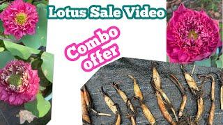 Lotus repotting/ offer price#lotus #lotusgarden #trending #viralvideo  #gardentalk #kl31vlog