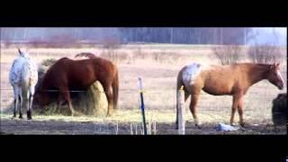 Spring at Glacial Ridge Equine  4/19/14