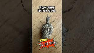 교실에서 곤충 키우기 6탄 - 개미귀신